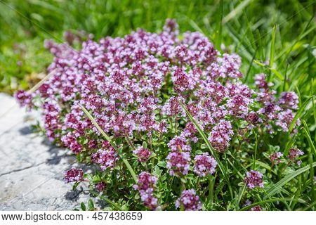 Beautiful Nature. Mountain Hiking Trail Road. Close Up Of Tender Wild Pink Burgunndy Mountain Flower