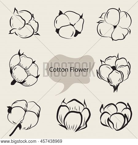 Cotton Flower Hand Drawn Illustration, Element For Design