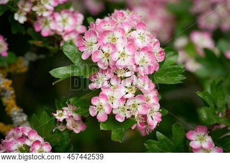 Pink Flowering Single Seeded Hawthorn, Crataegus Monogyna During Flowering In Spring In A Park
