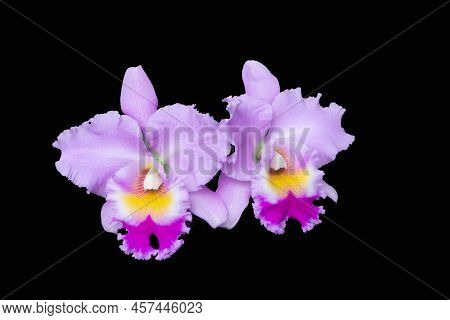 Pink Cattleya Orchid Against A Black Background