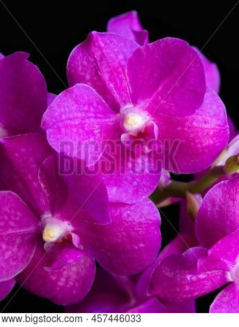 Pink vanda orchid against a black background