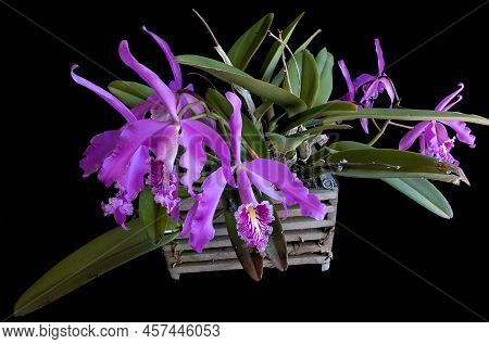 Pink cattleya orchid blooms against a monocolor background