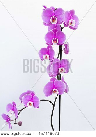Pink Phalaenopsis Orchid Against A White Background