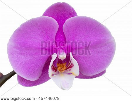 Pink phalaenopsis orchid against a white background