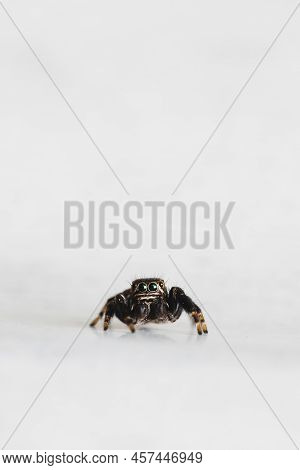 Hyllus Semicupreus Jumping Spider. Small Jumping Spider