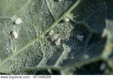 The Cabbage Whitefly (aleyrodes Proletella) Pest. Adults With Eggs On The Cabbage Leaf.
