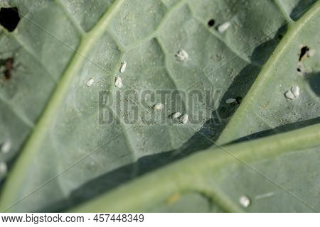 The Cabbage Whitefly (aleyrodes Proletella) Pest. Adults With Eggs On The Cabbage Leaf.