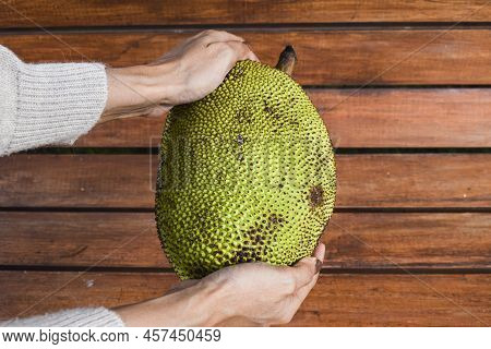 Female Holding Big Jackfruit Indian Vegetable And Fruit In Hand. Green Raw Organic Single Jackfruit 