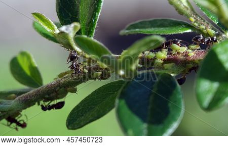 Aphids Suck The Sap From Plants. Ants Guard Their Aphids. Selective Focus.