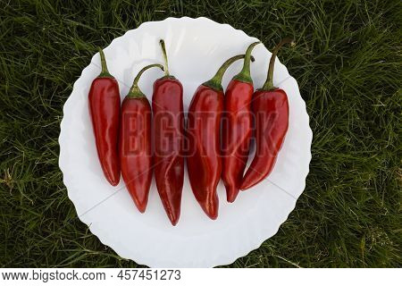 Chili Pepper Isolated On White Background. Ripe Chili Pepper In White Plate With Natural Grass Backg