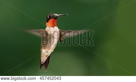 Ruby Throated Hummingbird Hovering In The Green Forest