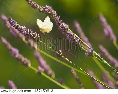 Cabbage White Butterfly Foraging On A Lavender Flower, Nature Concept