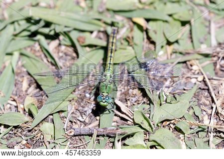Western Pondhawk Dragonfly Camouflage On Ground. Santa Clara County, California, Usa.