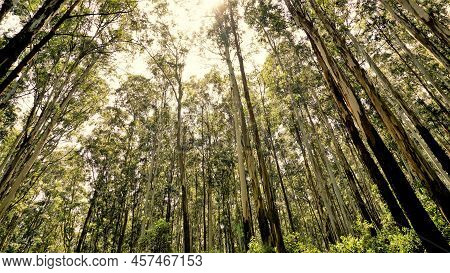 Beautiful Ant View Of Eucalyptus Trees In Forest And With Bright Sunlight Background In Sky At Gudal