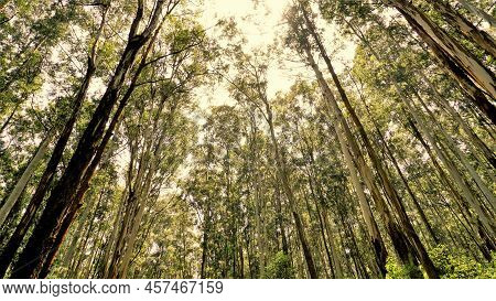 Beautiful Ant View Of Eucalyptus Trees In Forest And With Bright Sunlight Background In Sky At Gudal