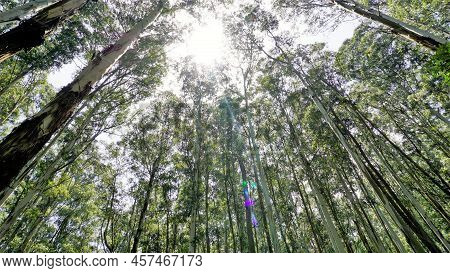 Beautiful Ant View Of Eucalyptus Trees In Forest And With Bright Sunlight Background In Sky At Gudal