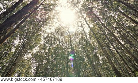 Beautiful Ant View Of Eucalyptus Trees In Forest And With Bright Sunlight Background In Sky At Gudal
