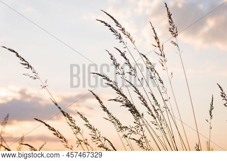 Agrostis Gigantea On A Background Of Sunset Sky. Sunset Sky With Multicolor Clouds. Wild Grass Close