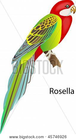 Rosella