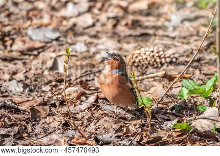 Common Chaffinch, Fringilla Coelebs, Sits On The Ground In Spring. Common Chaffinch In Wildlife.