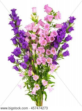 Campanula Medium Flowers Isolated On White Background. Bouquet Of Canterbury Bells Or Bell Flower.
