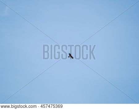 The Bird Of Prey Black Kite Flying In Blue Sky. The Black Kite, Milvus Migrans, Is A Medium-sized Bi
