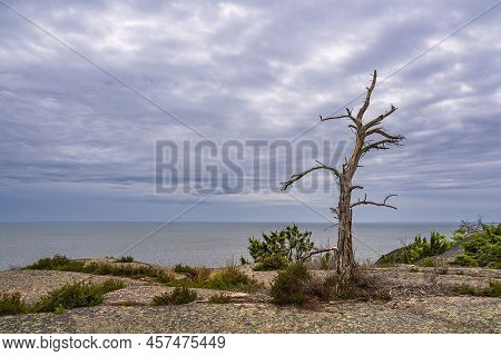 Landscape With Rocks And Tree On The Island Blå Jungfrun In Sweden.