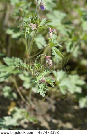 Himalayan Cranesbill Plenum Flower Buds In The Garden