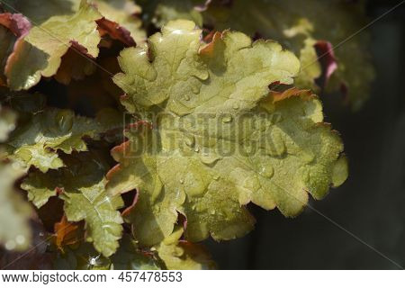 Coral Bells Orangeberry Leaves In The Garden In Summer