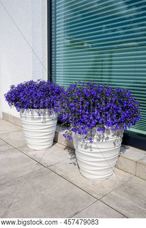 Lobelia Erinus Or Edging Lobelia Or Garden Lobelia With Fine Blue Flowers, The Most Popular Seasonal