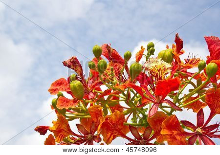 Peacock Flowers