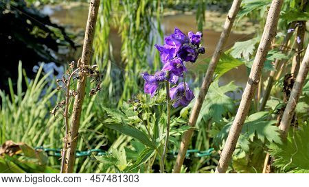 Closeup Of Beautiful Flowers Of Delphinium Elatum Also Known As Alpine Delphinium, Candle Larkspur,