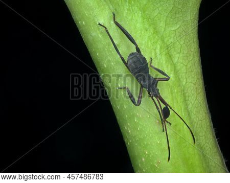 A Young Black Stink Bug On The Plant Branch