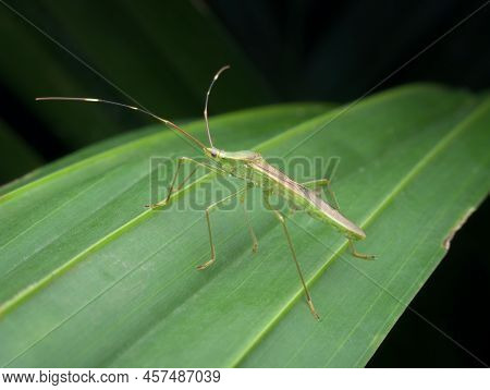 Rice Ear Bug On The Palm Leaf