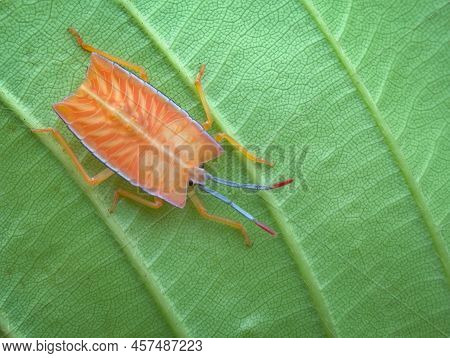 Green Bug Nymph On The Green Leaf