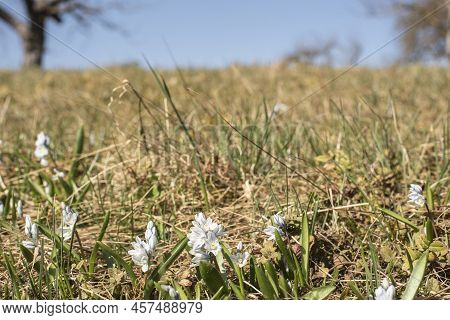 Close-up Of Striped Squills Flowering In Early Spring In A Meadow