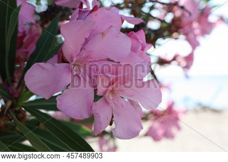 Flower Head Of Oleander Or Nerium (nerium Oleander), Greece, Halkidiki