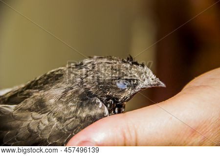 A Young Common Swift (apus Apus) At The Human Hands