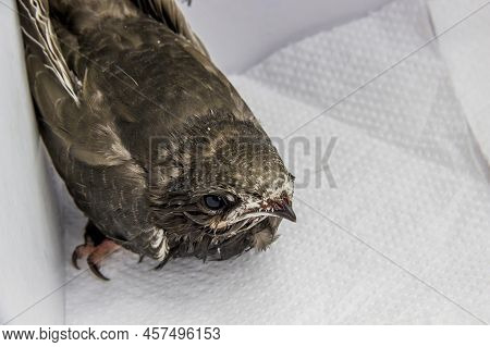 Close-up Of A Young Common Swift (apus Apus) At The White Paper Box