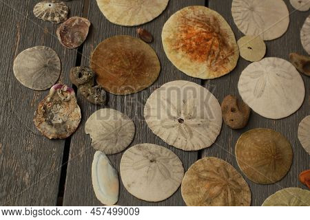 Sand Dollars In Brown,and Other Colors With Some Shells