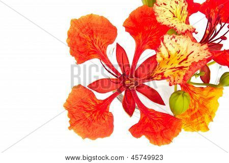 Closeup Pride Of Barbados