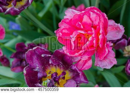Colorful Spring Meadow With Pink Tulip Chato And Purple Tulip Flowers - Close Up. Nature, Floral, Bl