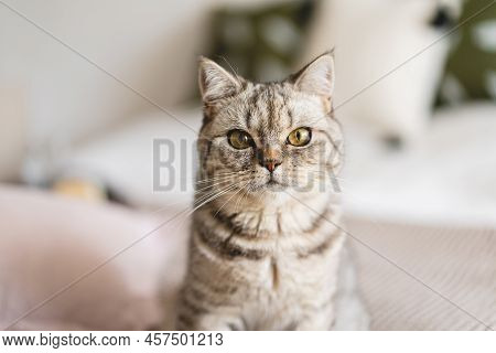 Scottish Straight Cute Cat Portrait. Happy Pet. Gray Scottish Straight Cat Sleeping. Portrait Of A B