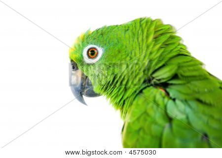 アマゾン オウム