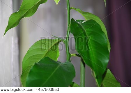 Stem And Leaves Of A Green Lemon Plant By The Window In The Room. Bright Green Leaves And A Stem Wit