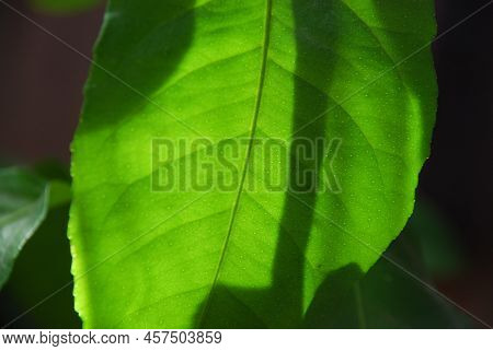 A Bright Green Lemon Leaf On Which The Shadow Of The Stem Falls. Close-up On A Green Lemon Leaf, Thr