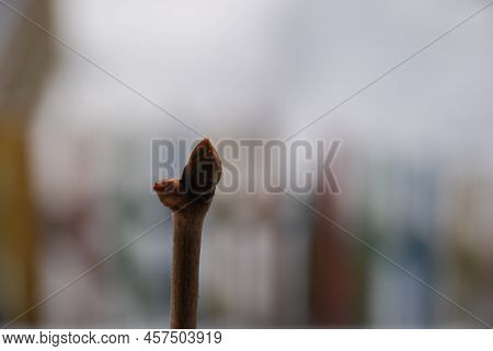A Thin Young Branch Is A Lilac Shoot With Swelling Buds. A Winter Day All Around In The Snow, A Clos
