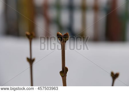 Thin Young Branches Are Lilac Shoots With Swelling Buds. A Winter Day All Around In The Snow, A Clos