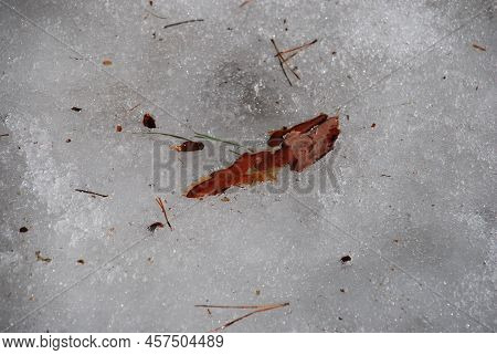 The Flying Bark Of A Pine Tree Lies In The Snow. The Melted Snow Soaked In Water Is White-gray. Part