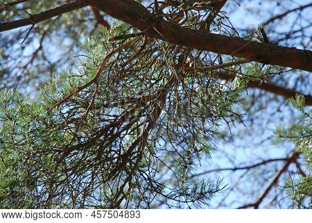 Part Of A Thick Growing Pine Branch. A Pine Branch With Bark Of Different Shades Of Brown, Against A